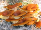 Omphalotus olearius