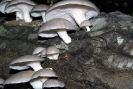 Pleurotus ostreatus