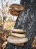 Pleurotus ostreatus 2