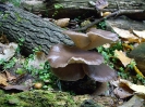 Pleurotus ostreatus 3