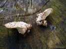 Cerioporus squamosus (syn. Polyporus squamosus) 