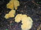 Ramaria aurea