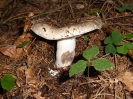 Russula adusta