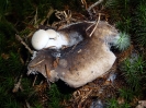 Russula adusta parassitata da Asterophora parasitica