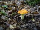 Russula aurea