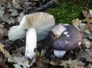 Russula cyanoxantha (syn. Russula cyanoxantha f. peltereaui; Russula cyanoxantha f. cutefracta)   