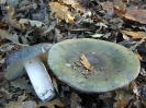 Russula cyanoxantha f. peltereaui