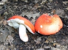 Russula rosea (syn. Russula lepida)