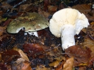 Russula olivacea