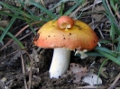 Russula persicina ( syn. Russula persicina var. rubrata)