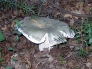 Russula virescens