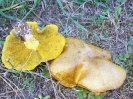 Suillus bovinus