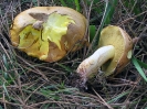 Suillus collinitus