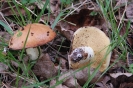 Suillus granulatus