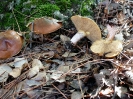 Suillus granulatus 2