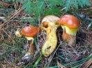 Suillus grevillei (syn. Suillus elegans)