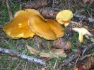 Suillus grevillei 2 (Suillus elegans)