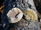 Trametes hirsuta