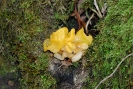 Tremella mesenterica