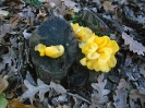 Tremella mesenterica 2