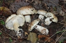 Tricholoma acerbum