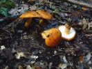 Tricholoma aurantium