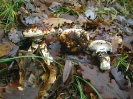 Tricholoma caligatum