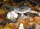 Tricholoma sciodes