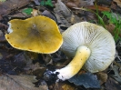 Tricholoma sejunctum (syn. Tricholoma coryphaeum)