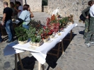 Mostra Micologica a Monteriggioni