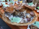 Mostra Micologica alla Festa d'Autunno