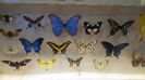 Mostra micologica a Monticiano
