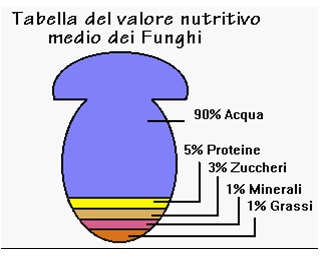 MUSCA_18