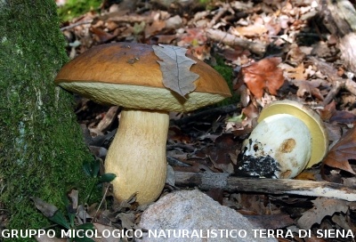 Leccinellum lepidum2 (syn. Leccinum lepidum)